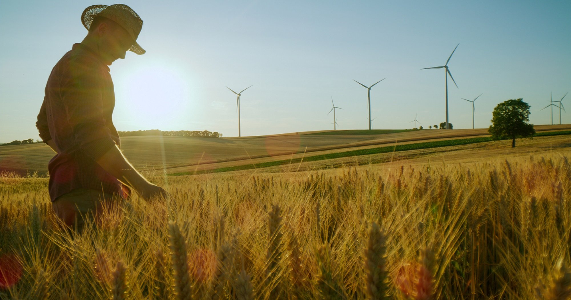 farmer in the grain field
