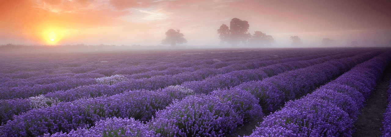 A field od lavender