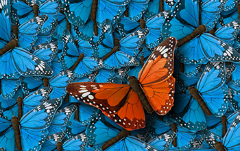 An orange butterfly with blue butterflies in the background
