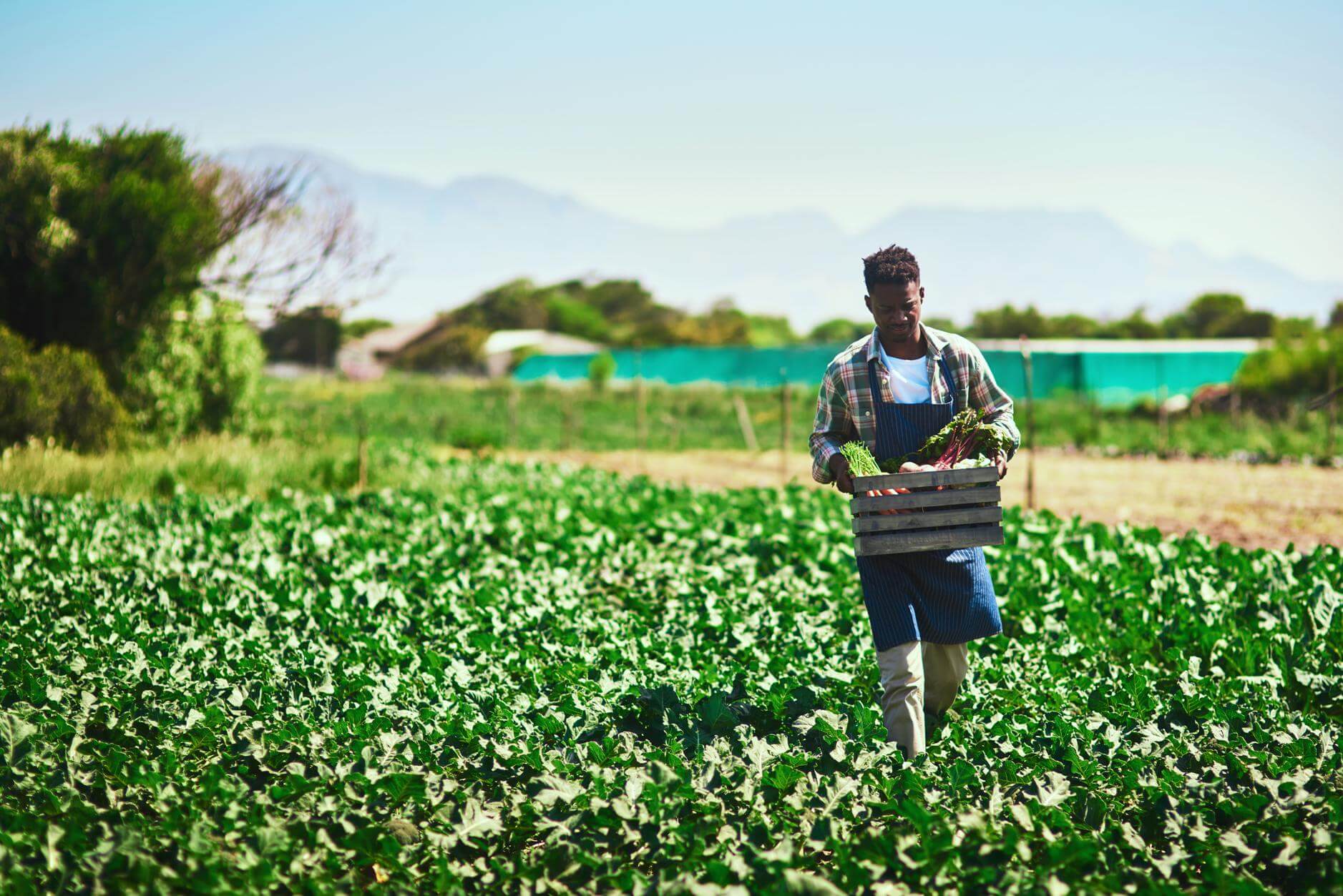 Young man harvesting vegetables