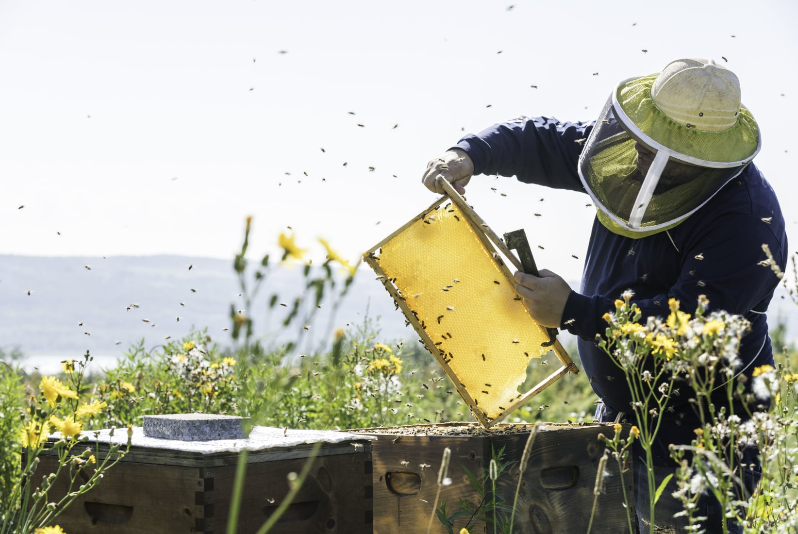 Beekeeper harvesting honey from bees