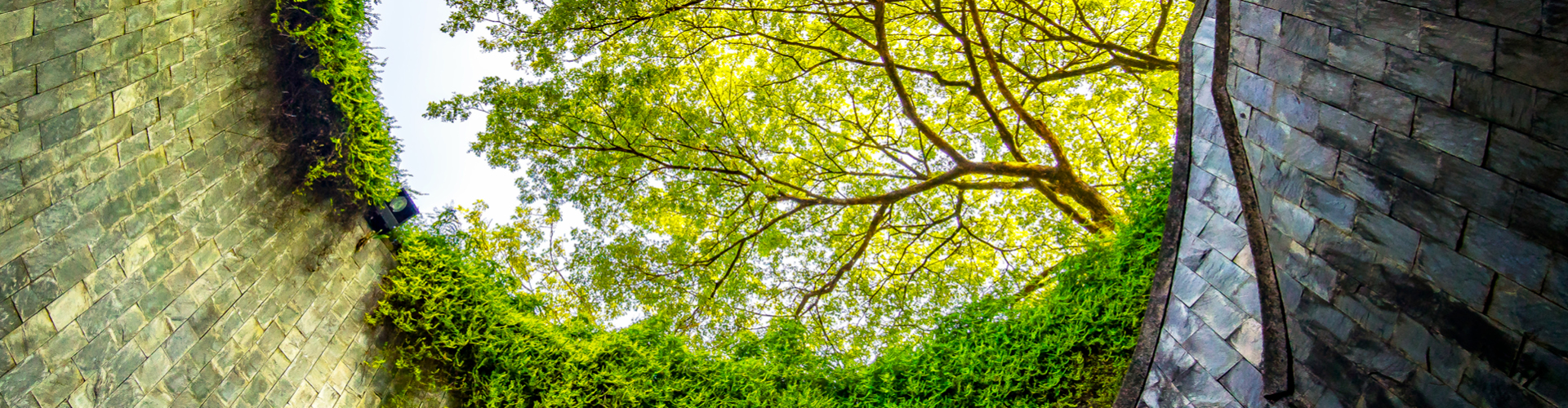 Tree over staircase