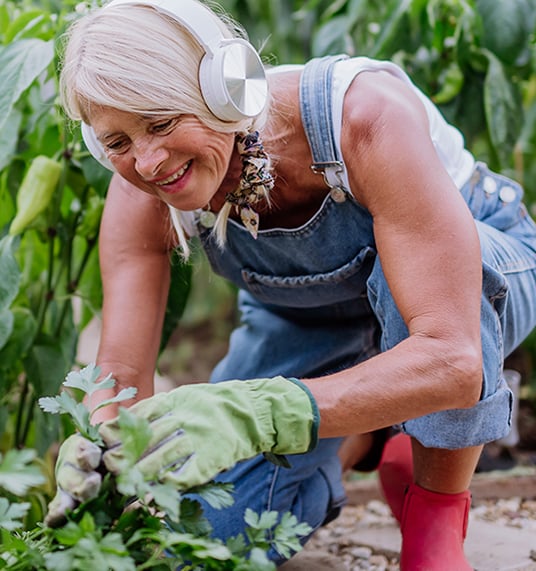 Elderly woman harvesting crops